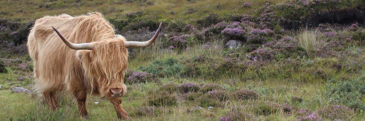 An ox eating some grass