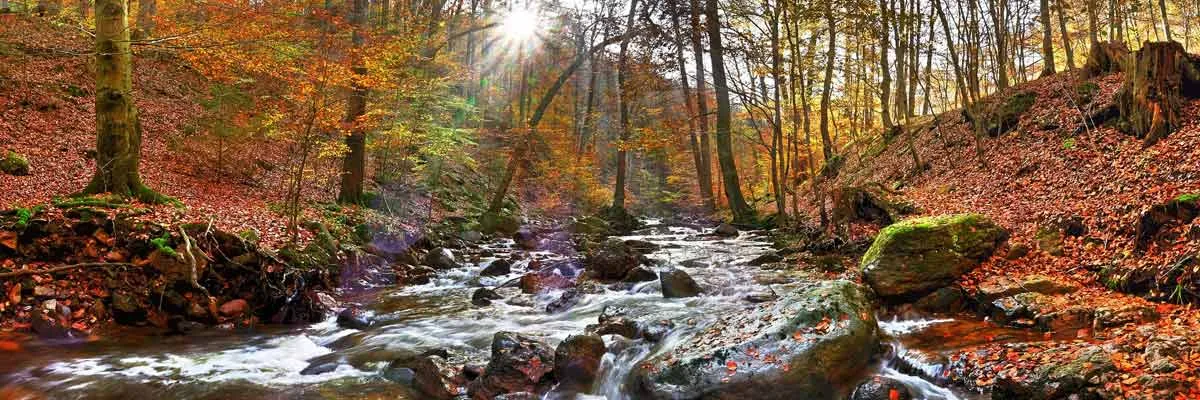 Ein Bach im Wald im Herbst